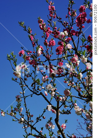Peach blossoms blooming in Osaka Castle Taoyuan with the blue sky in the background Peach blossoms blooming in Osaka Castle Taoyuan with the blue sky in the background 90672100