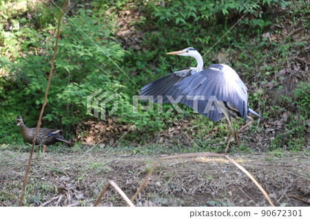 2021 Mallard walking with a night heron spreading its wings to Hasu Pond, Aigo no Sato, Hatoyama Town, Saitama Prefecture, which was selected as the happiest town in Japan. 90672301