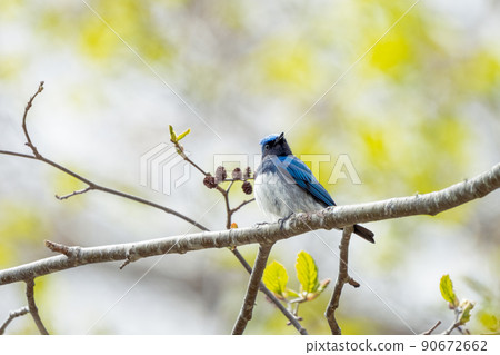 藍白相間的捕蠅器棲息在森林的樹枝上 90672662