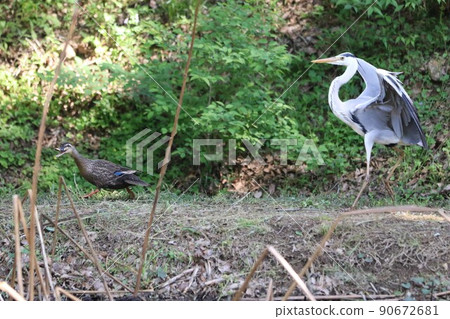 A landscape of a night heron and a mallard walking with its wings spread down on the shore of Hasu Pond, a village of Aigo in Hatoyama Town, Saitama Prefecture. 90672681