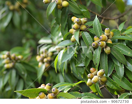 Unripe fruit of white oak acorn 90672730
