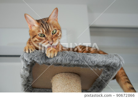 The cat lies on the scratching post and licks its paw. 90672866