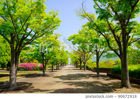 新鮮的綠樹（香川縣立體育公園） 90672918