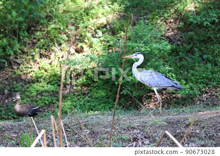2021 埼玉縣鳩山町的愛情村蓮池岸邊的野鴨和夜鷺的風景,被選為日本最幸福的城鎮。 2021 埼玉縣鳩山町的愛情村蓮池岸邊的野鴨和夜鷺的風景,被選為日本最幸福的城鎮。 90673028