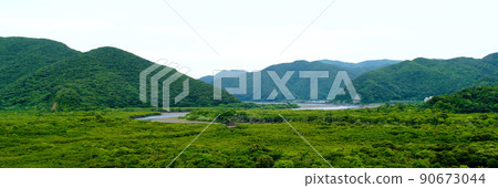 [Amami Oshima] Mangrove virgin forest (wide) 90673044