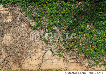 Abstract old dirty dark mossy plaster cement concrete wall texture and green vine leaves of green leaves or the Ivy tree that grows naturally background copy space text or design 90673241