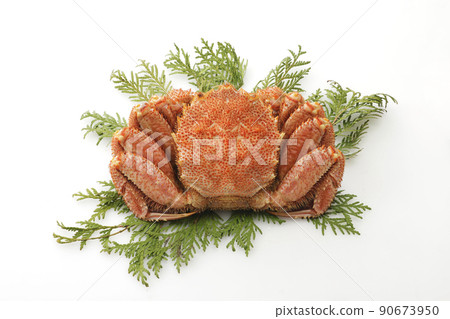 Okhotsk horsehair crab on white background 90673950