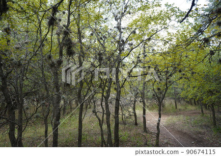 Trees and its fruits growing in the park of San Antonio, Texas Trees and its fruits growing in the park of San Antonio, Texas 90674115