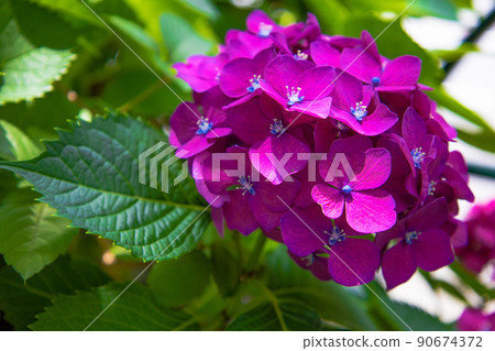 在陽光明媚的城市（東京千代田區）盛開的深紅紫色繡球花 90674372