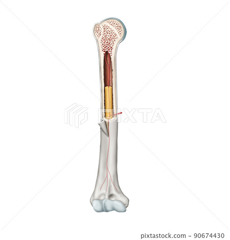 Bone and Bone Marrow Anatomy 90674430
