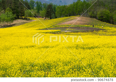 Rape field in Nakayama Kogen [Nagano Prefecture] 90674878