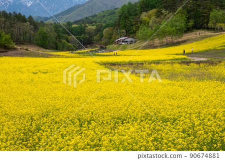 Rape field in Nakayama Kogen [Nagano Prefecture] 90674881