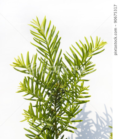 A tree of attention 90675317