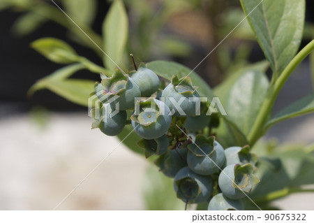 藍莓 藍莓 90675322