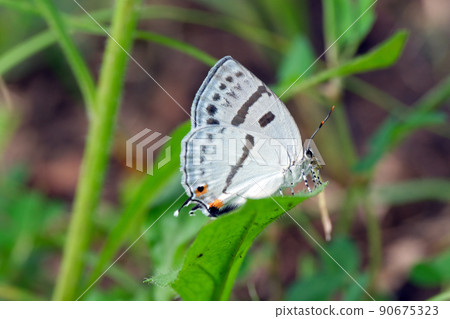Antigius attilia,尾巴很長,後翼上有一條黑線 Antigius attilia,尾巴很長,後翼上有一條黑線 90675323