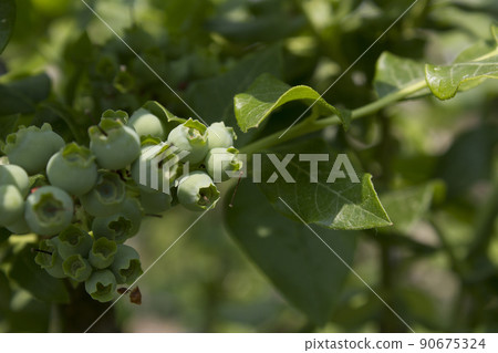 藍莓 藍莓 90675324