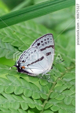 Antigius attilia，尾巴很長，後翼上有一條黑線 90675327