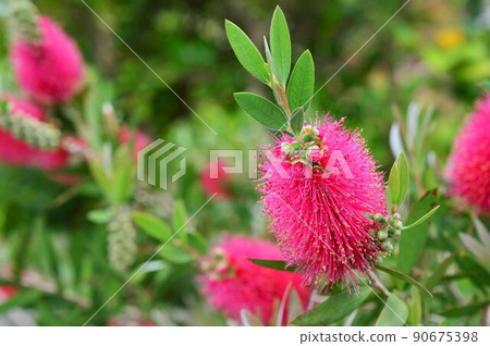 刷樹（花卷、金穗樹） 90675398