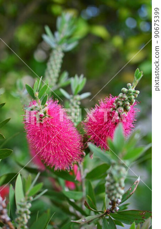 刷樹（花卷、金穗樹） 90675399