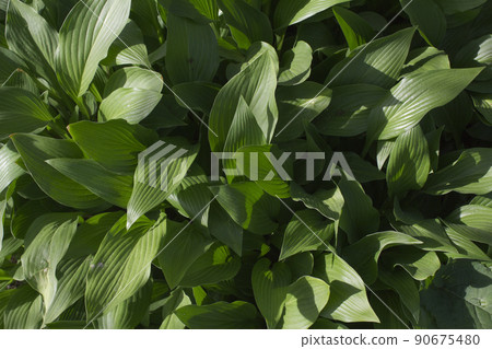 Roundwood leaves Roundwood leaves 90675480