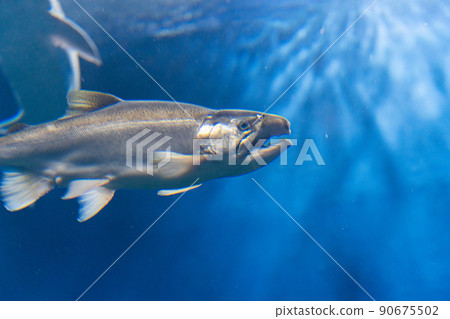 Chitose Aquarium Salmon Chitose Aquarium Salmon 90675502