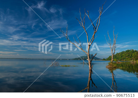 Dead Trees over bang phra reservoir in sunny day, Chonburi Dead Trees over bang phra reservoir in sunny day, Chonburi 90675513
