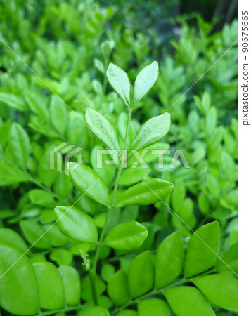 fresh green leaves 90675665