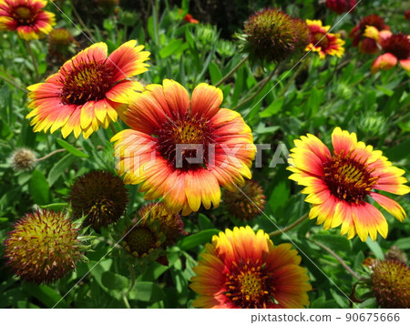 盛開的天人菊 90675666