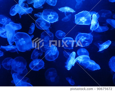 水族館藍色光線的水母 90675672