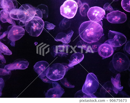 Jellyfish in purple light in aquarium 90675673