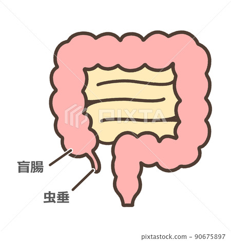 Illustrated illustration of the cecum Illustrated illustration of the cecum 90675897