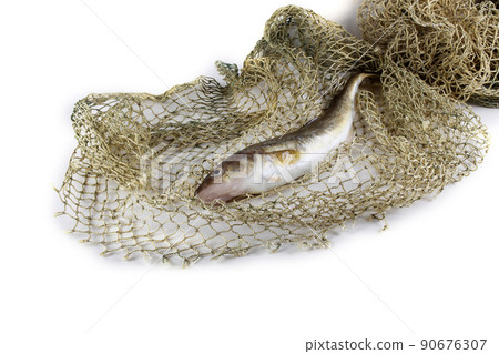 Saffron cod on net Saffron cod on net 90676307