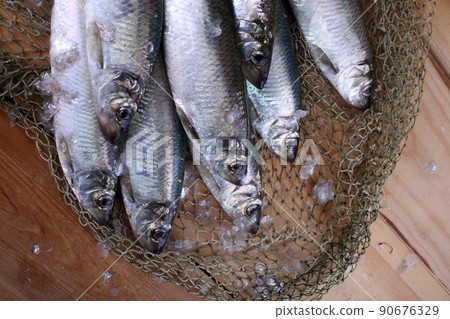 Herring on net Herring on net 90676329