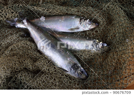 Herring on net 90676709