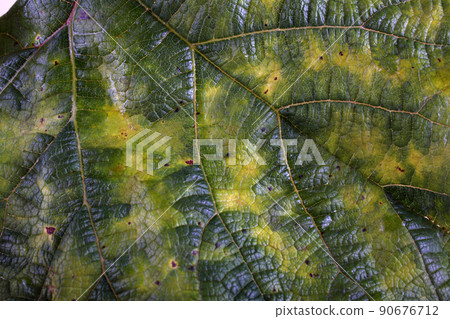 Autumn grape leaf 90676712