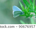 The front feathers are light blue and the back wings are light gray with black spots. 90676957