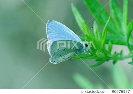 The front feathers are light blue and the back wings are light gray with black spots. The front feathers are light blue and the back wings are light gray with black spots. 90676957