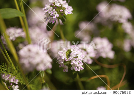 Thyme wild herb blossom with pink flowers on a blurred background Thyme wild herb blossom with pink flowers on a blurred background 90676958