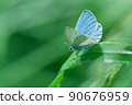 The front feathers are light blue. The back wing is light gray with black spots on the holly blue 90676959