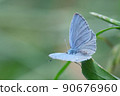 The front feathers are light blue. The back wing is light gray with black spots on the holly blue 90676960