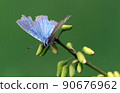 The front feathers are light blue. The back wing is light gray with black spots on the holly blue 90676962