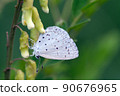 The front feathers are light blue. The back wing is light gray with black spots on the holly blue 90676965