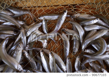 Smelt fishes on net (Pacific little smelt) 90677103