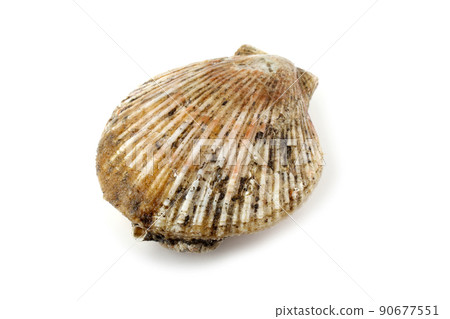 Scallop 90677551