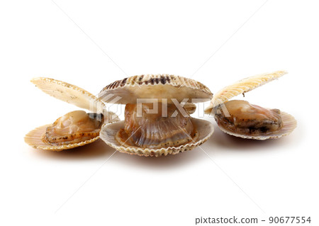 Opened scallops Opened scallops 90677554
