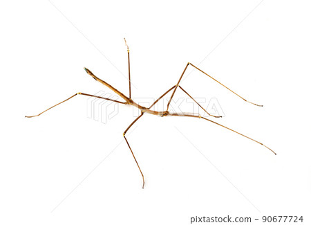 stick insect in studio stick insect in studio 90677724