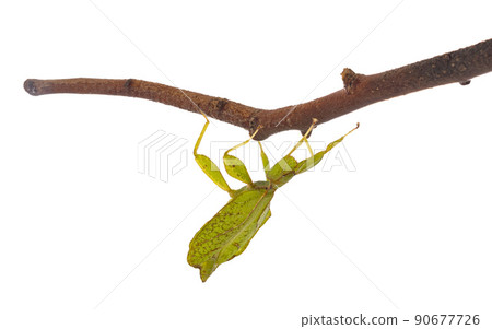 stick insect in studio 90677726