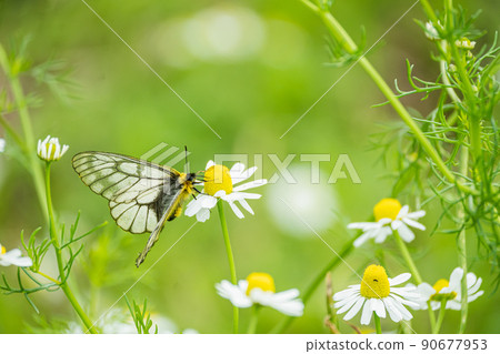 Parnassius glacialis in the chamomile field Parnassius glacialis in the chamomile field 90677953