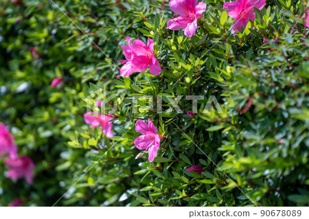 Early spring azaleas with a vivid contrast of green and red 90678089