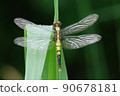 Wheat dragonfly that wets the wings in the morning dew 90678181